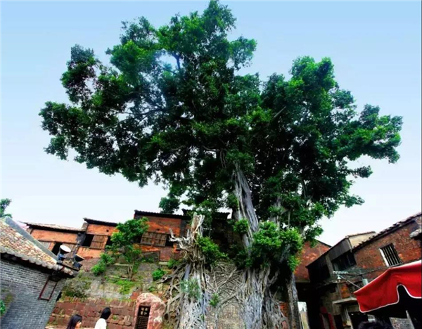 石湾“九龙岗”再现神榕