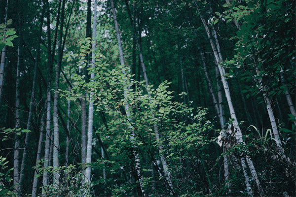 5.gif